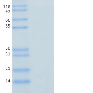 Recombinant Human Ubiquitin, AF488-Conjugated