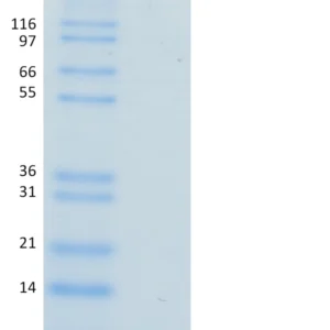 Recombinant Human Ubiquitin, AF647-Conjugated