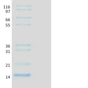 Recombinant Human Ubiquitin, AVI-tag