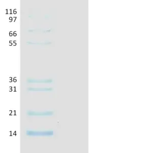 Recombinant Human Ubiquitin, K11R