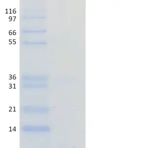 Recombinant Human Ubiquitin, K27 Only