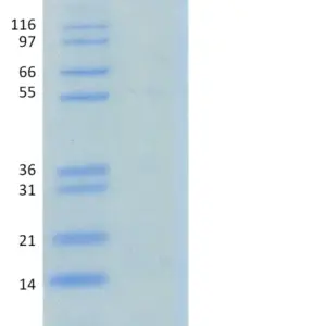 Recombinant Human Ubiquitin, K27R