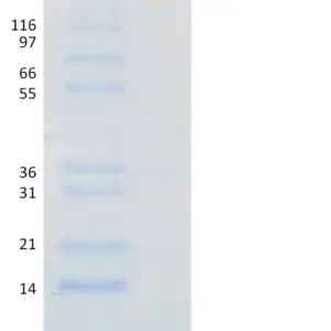 Recombinant Human Ubiquitin, K29 Only