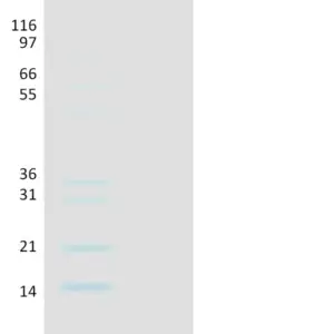 Recombinant Human Ubiquitin, K29R