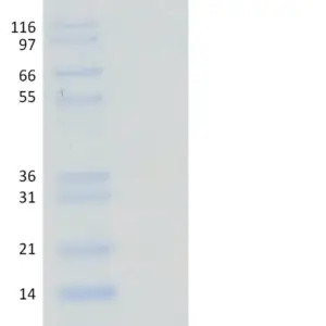 Recombinant Human Ubiquitin, K33 Only