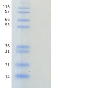 Recombinant Human Ubiquitin, K33R