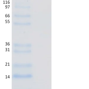 Recombinant Human Ubiquitin, K48 Only