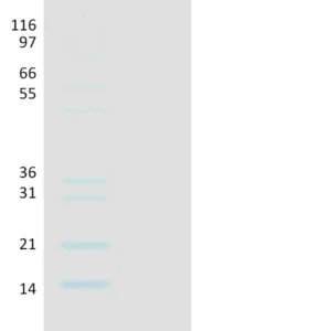 Recombinant Human Ubiquitin, K48R