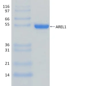 Active, Recombinant Human AREL1 (436-823)
