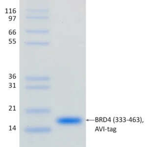 Active, Recombinant Human BRD4 Bromodomain 2 (333-463)