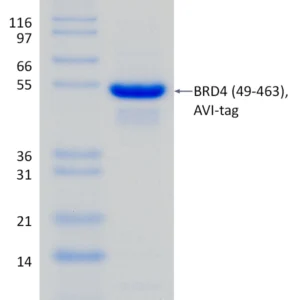 Active, Recombinant Human BRD4 Bromdomains 1 & 2 (49-463)