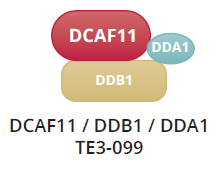 DCAF11 / DDB1 / DDA1 structure