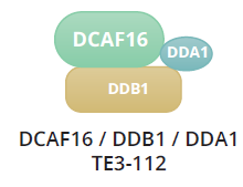DCAF16 / DDB1 / DDA1 structure example