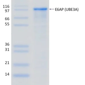 Active, Recombinant Human E6AP (UBE3A)