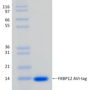 Active, Recombinant Human FKBP12