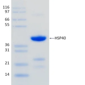 Recombinant Human HSP40