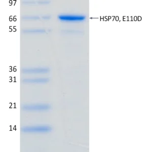 Recombinant Human HSP70 (E110D)