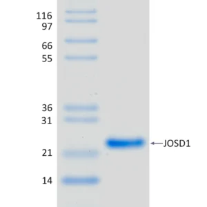 Active, Recombinant Human JOSD1
