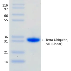 Recombinant Human Met1-linked (Linear) Tetra-Ubiquitin