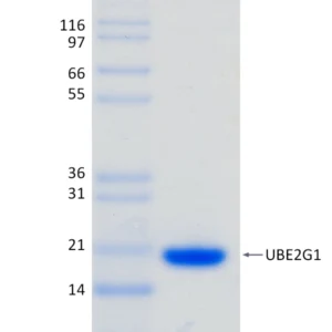 Active, Recombinant Human UBE2G1