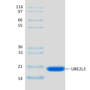 Active, Recombinant Human UBE2L3