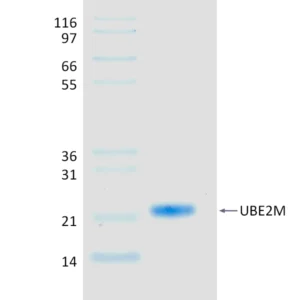 Active, Recombinant Human UBE2M