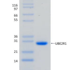 Active, Recombinant Human UBE2R1