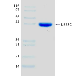 Active, Recombinant Human UBE3C