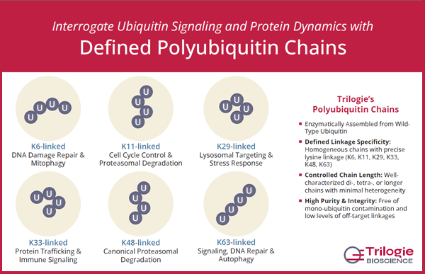 Defined polyubiquitin chains