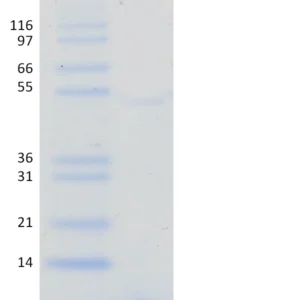 Recombinant Human Ubiquitin, C-His-tag