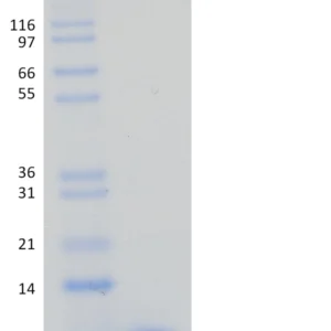 Recombinant Human Ubiquitin, His-tag