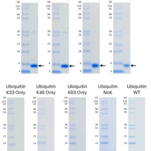 Ubiquitin K-Only Mutant Proteins Set