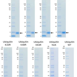Ubiquitin K→R Mutant Proteins Set