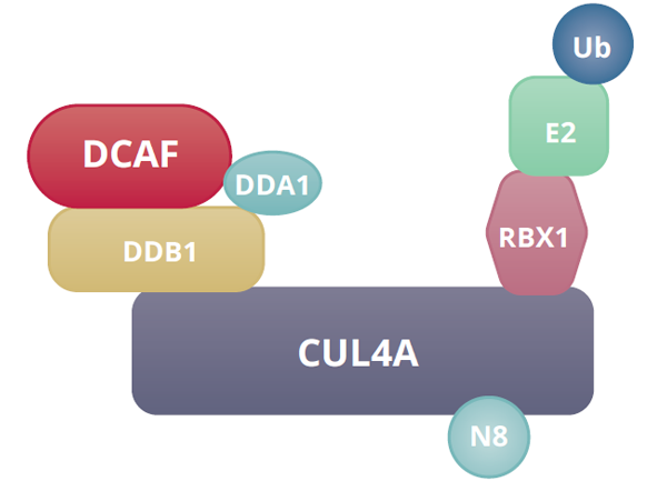 DCAF ligase reagents examples