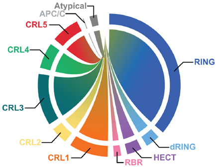 Distribution of major E3 ligase families in human biology