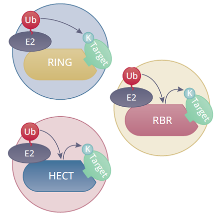E3 ligase family complex types