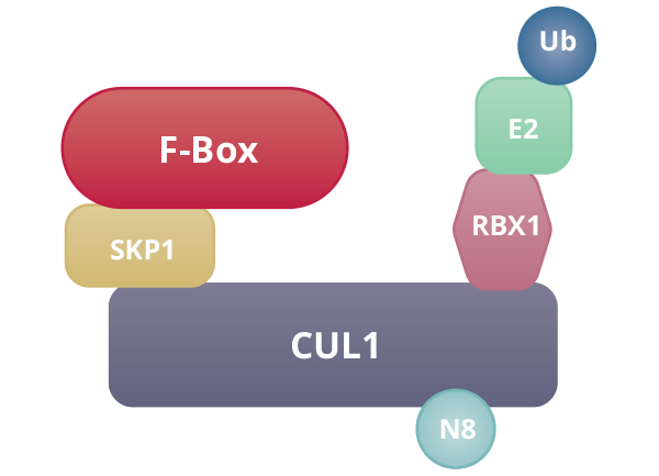 SCF E3 ligase complex