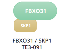 FBXO31 / SKP1 Complex