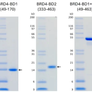 Recombinant Human BRD4 Bromodomain Proteins Set (BD1, BD2, & BD1+BD2)
