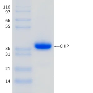 Active, Recombinant Human CHIP