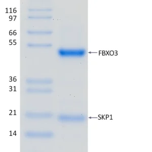 Active, Recombinant Human FBXO3 / SKP1 Complex