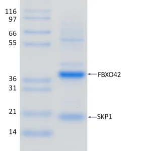 Active, Recombinant Human FBXO42 / SKP1 Complex