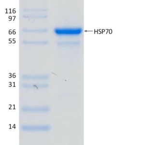 Recombinant Human HSP70