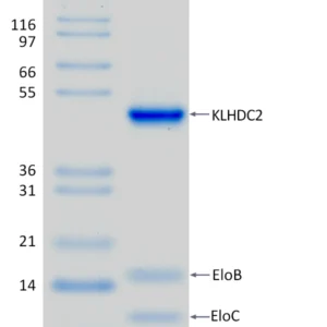 Active, Recombinant Human KLHDC2 / EloB / EloC Complex
