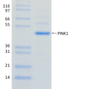 Recombinant P. humanus subsp. corporis PINK1