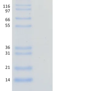 Recombinant Human Phospho-Ubiquitin (Ser65)