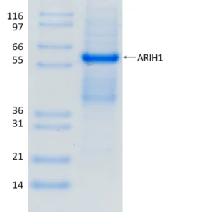 Active, Recombinant Human ARIH1