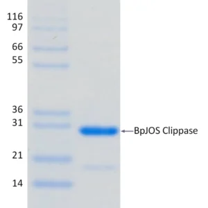 Active, Recombinant Burkholderia pyrrocinia BpJOS Clippase