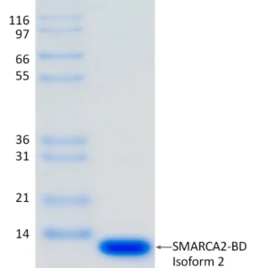 Recombinant Human SMARCA2 Bromodomain (Isoform 2)