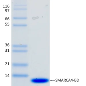 Recombinant Human SMARCA4 Bromodomain